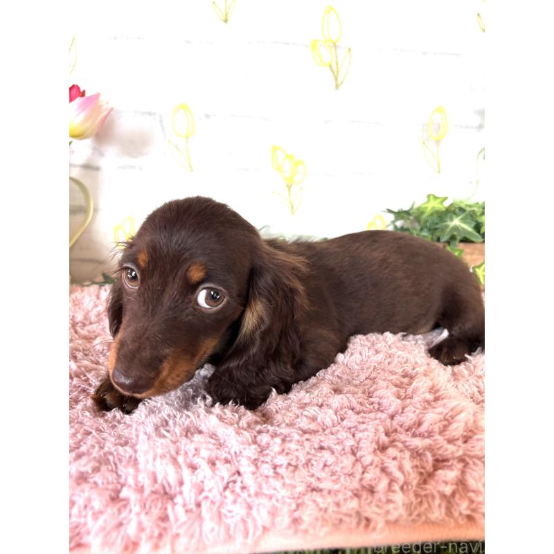 商談中の埼玉県のミニチュアダックスフンド(ロングヘアード)-437401の10枚目