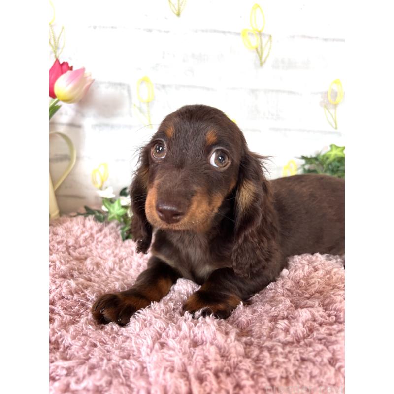 商談中の埼玉県のミニチュアダックスフンド(ロングヘアード)-437401の9枚目