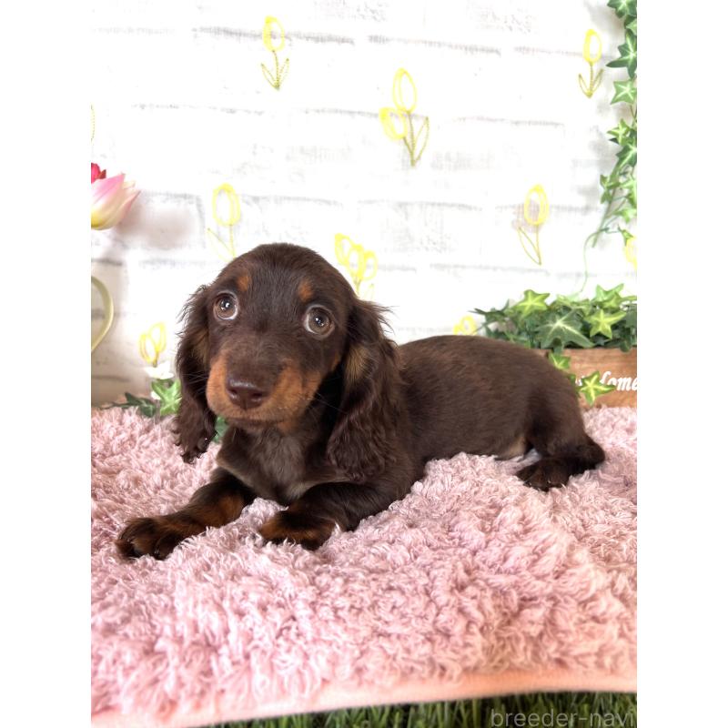 商談中の埼玉県のミニチュアダックスフンド(ロングヘアード)-437401の8枚目