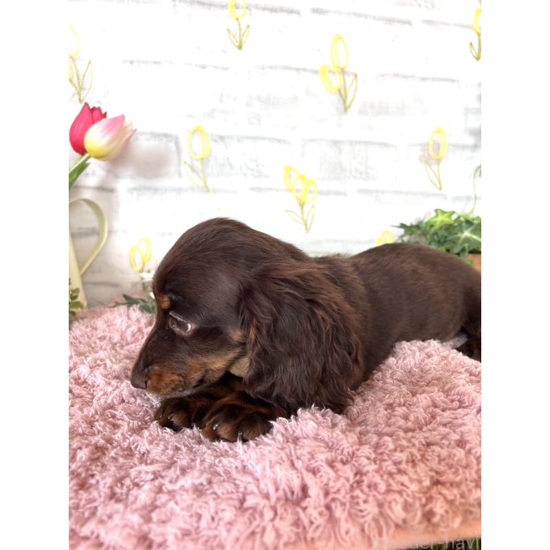 商談中の埼玉県のミニチュアダックスフンド(ロングヘアード)-437401の7枚目