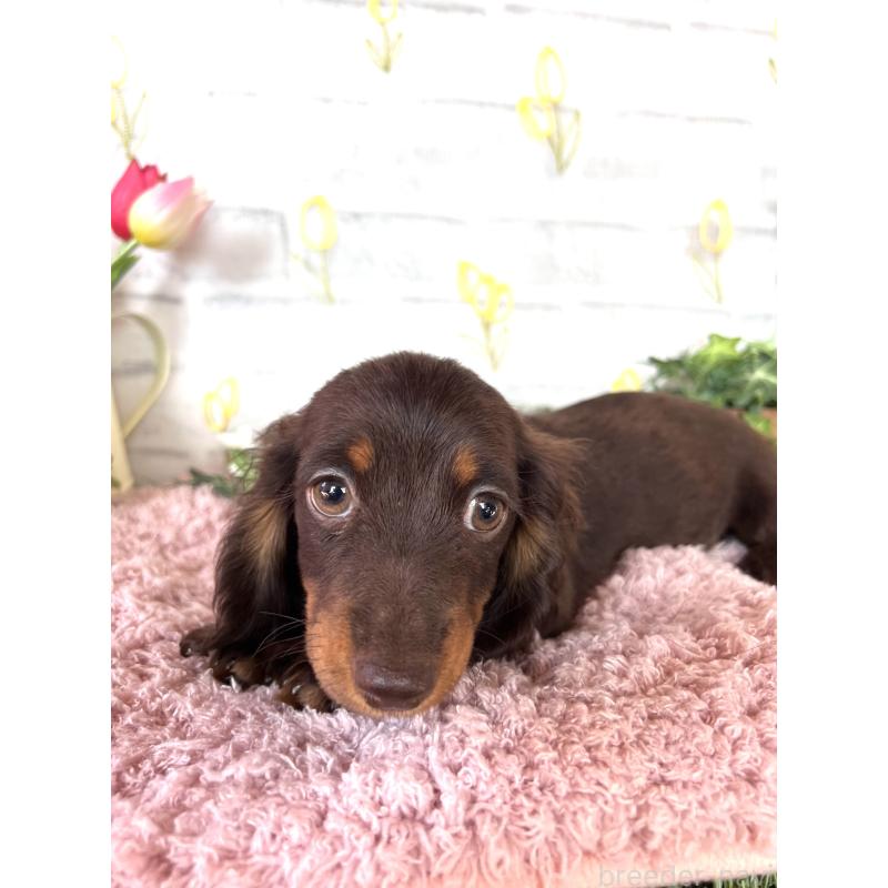 商談中の埼玉県のミニチュアダックスフンド(ロングヘアード)-437401の6枚目