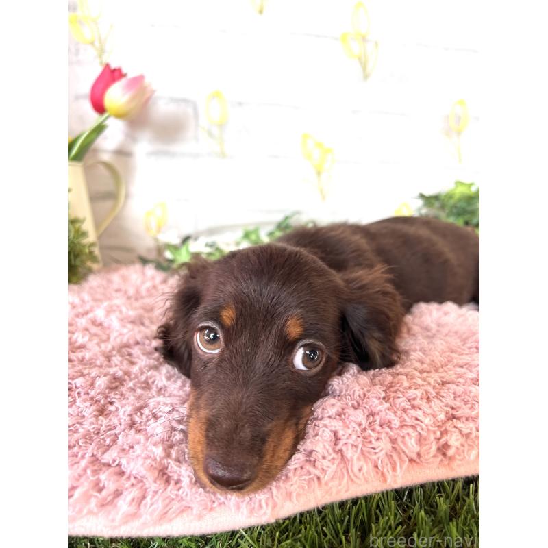 商談中の埼玉県のミニチュアダックスフンド(ロングヘアード)-437401の5枚目