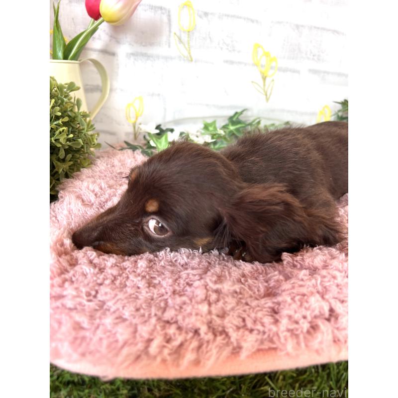 商談中の埼玉県のミニチュアダックスフンド(ロングヘアード)-437401の4枚目