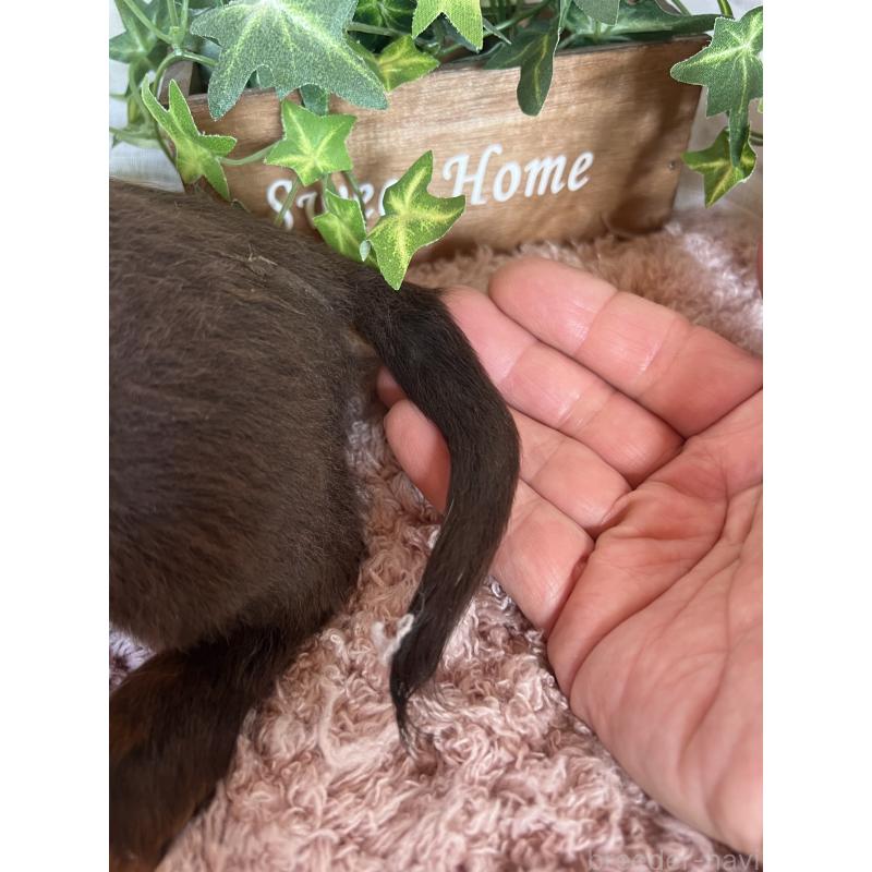 商談中の埼玉県のミニチュアダックスフンド(ロングヘアード)-437401の3枚目