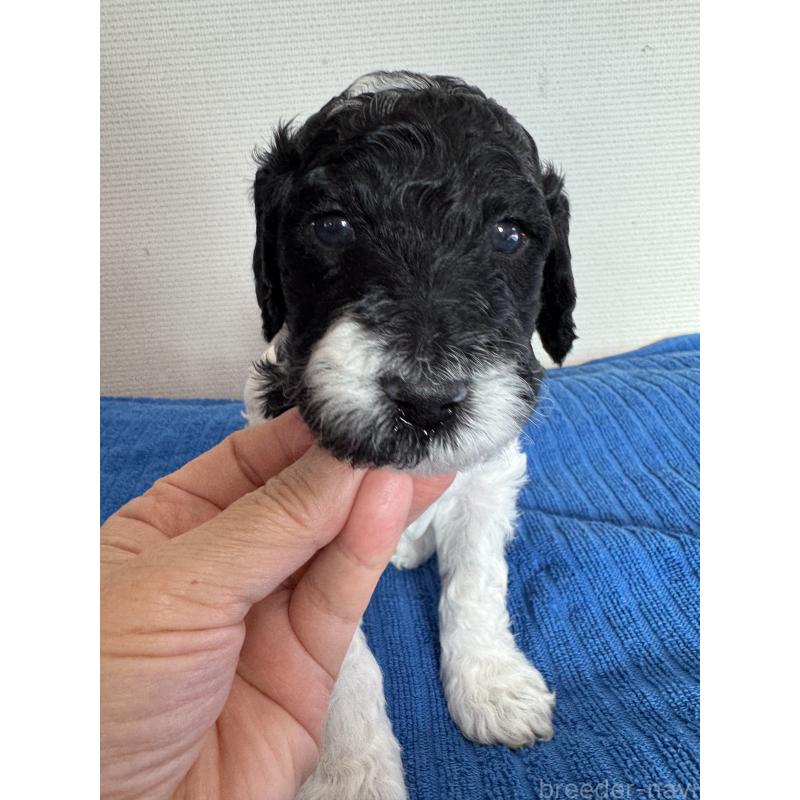 販売中の千葉県のスタンダードプードル-440207の13枚目