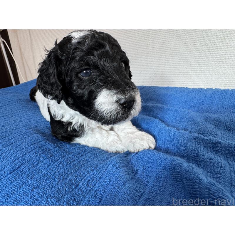 販売中の千葉県のスタンダードプードル-440207の12枚目