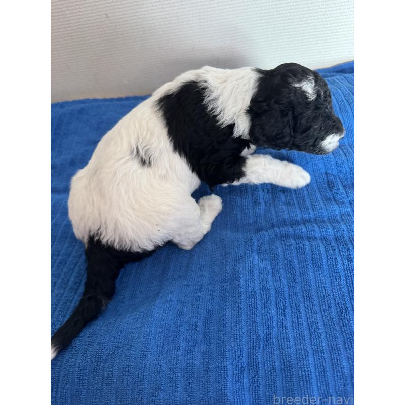 販売中の千葉県のスタンダードプードル-440207の11枚目