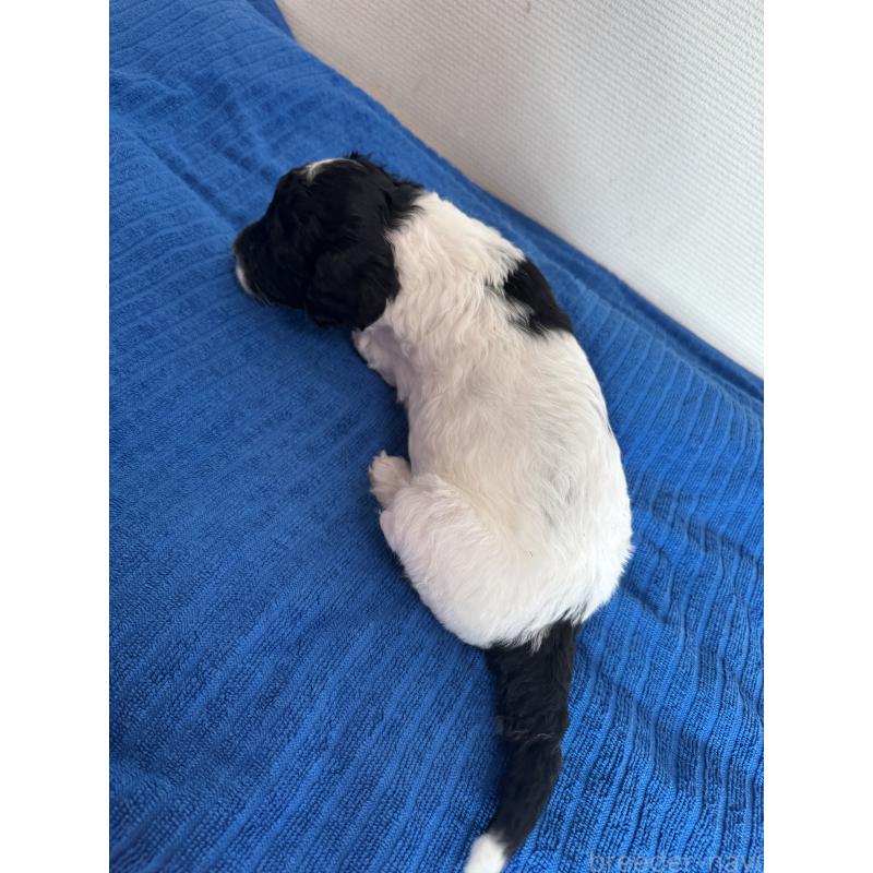 販売中の千葉県のスタンダードプードル-440207の10枚目