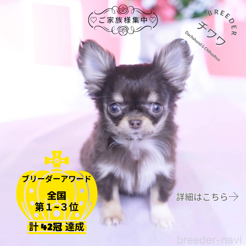 販売中の愛知県のチワワ(ロングコート)-431078