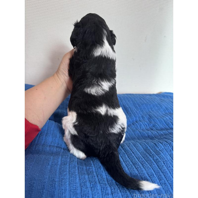 販売中の千葉県のスタンダードプードル-443223