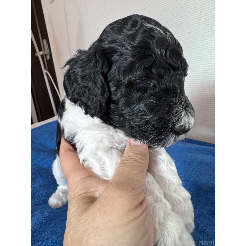 販売中の千葉県のスタンダードプードル-443223の5枚目