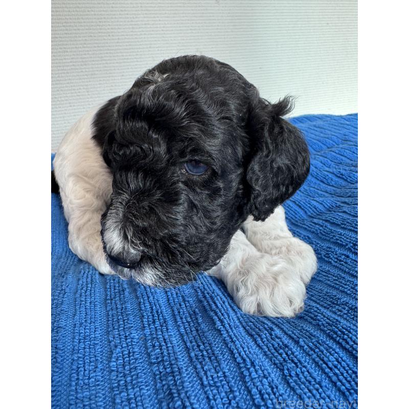 販売中の千葉県のスタンダードプードル-443223の4枚目