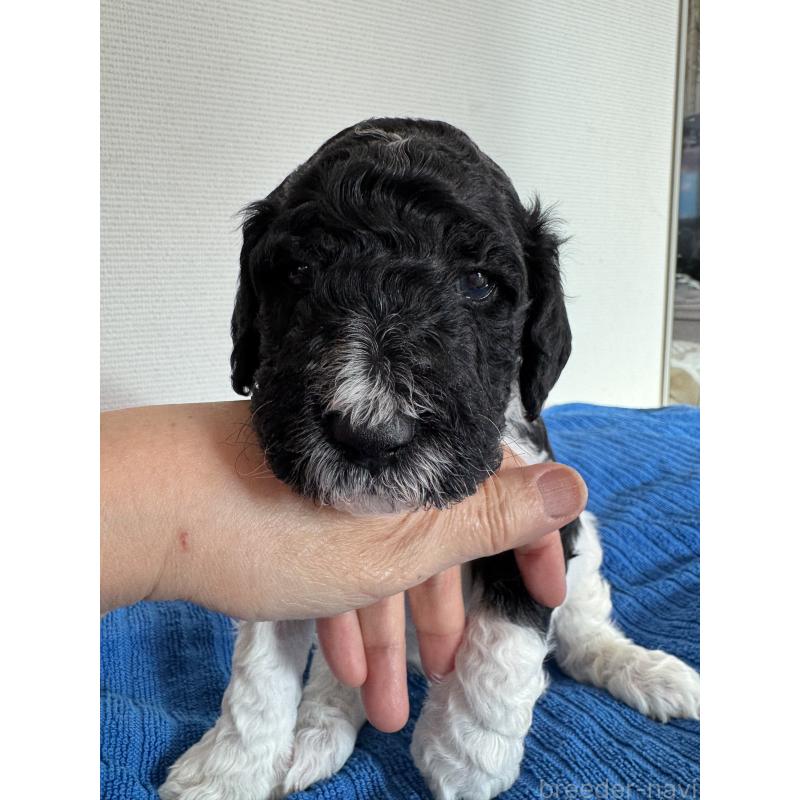 販売中の千葉県のスタンダードプードル-443223の3枚目