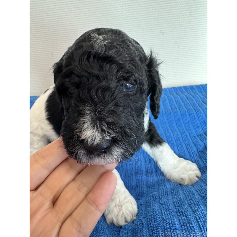 販売中の千葉県のスタンダードプードル-443223の2枚目