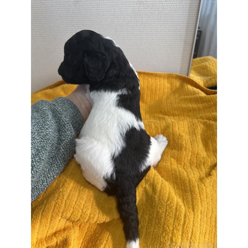 販売中の千葉県のスタンダードプードル-443224の6枚目