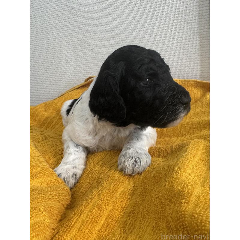 販売中の千葉県のスタンダードプードル-443224の3枚目