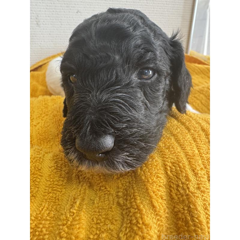 販売中の千葉県のスタンダードプードル-443224の2枚目