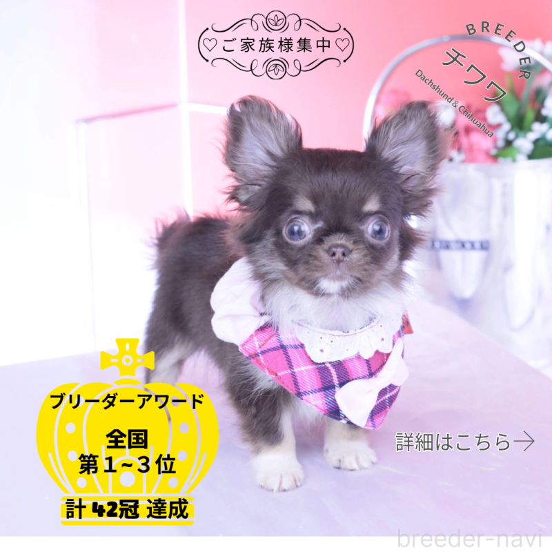 販売中ののチワワ(ロングコート)-431074