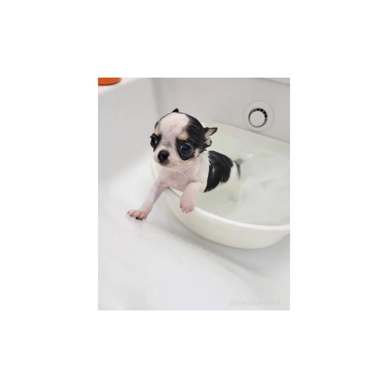 販売中の滋賀県のチワワ(スムースコート)-443225の2枚目