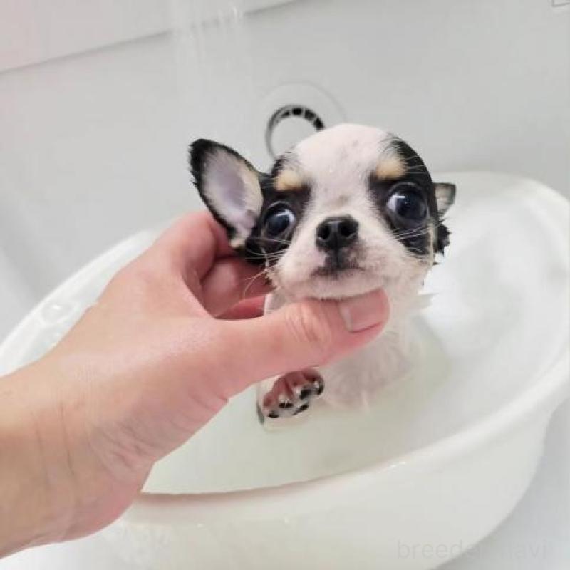 販売中の滋賀県のチワワ(スムースコート)-443225の1枚目