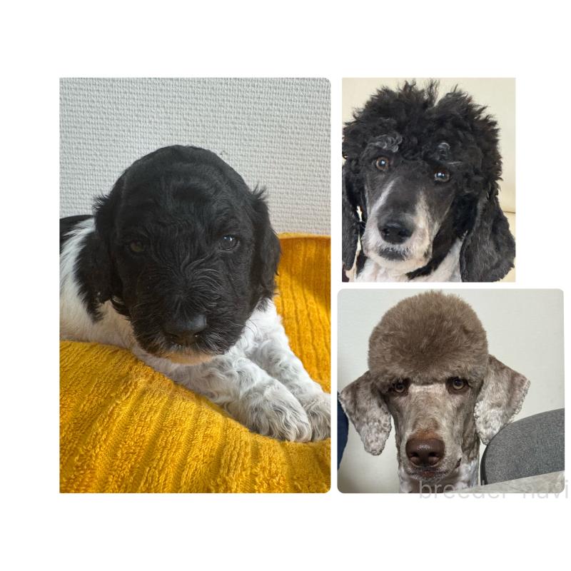 販売中の千葉県のスタンダードプードル-443224の1枚目