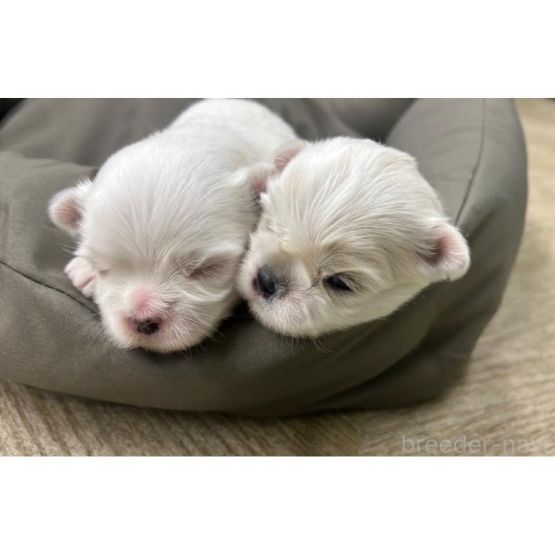 販売中の大阪府のマルチーズ-443226の3枚目