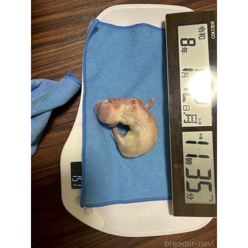 販売中の大阪府のマルチーズ-443226の2枚目