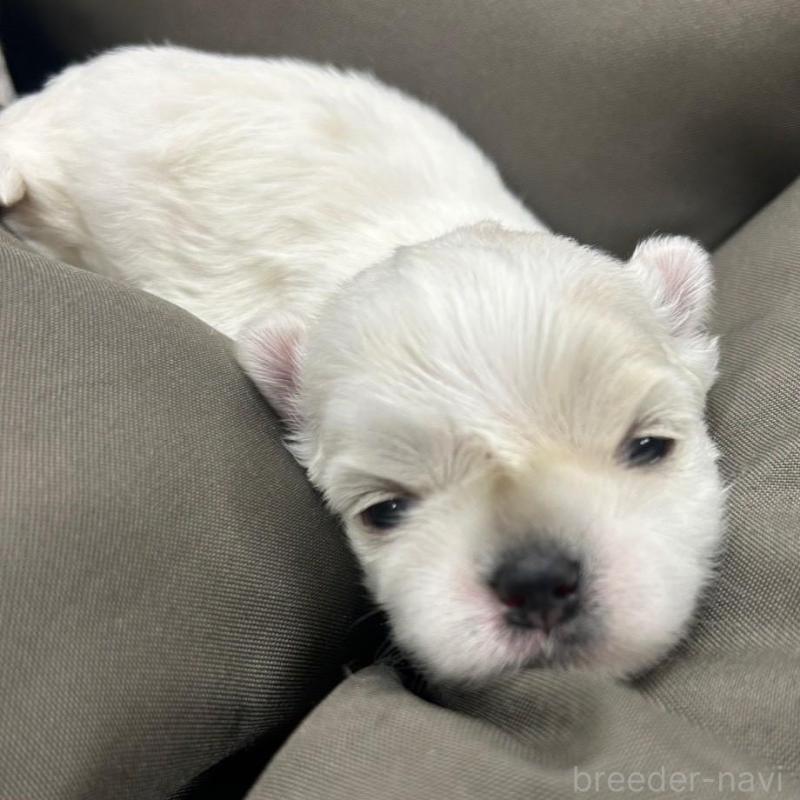 販売中の大阪府のマルチーズ-443226の1枚目