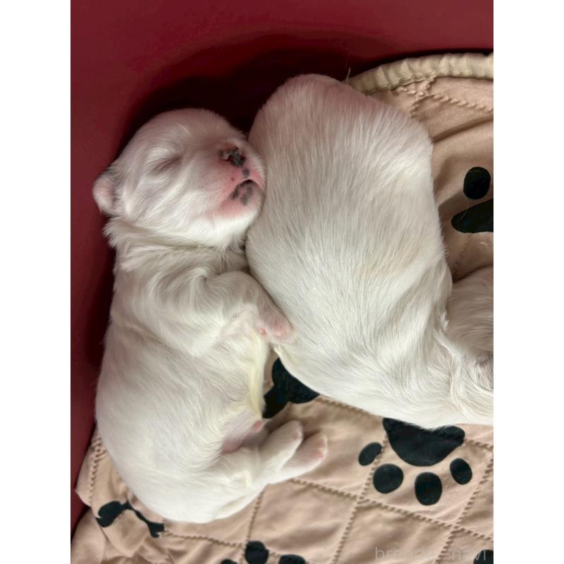 販売中の大阪府のマルチーズ-443227の4枚目