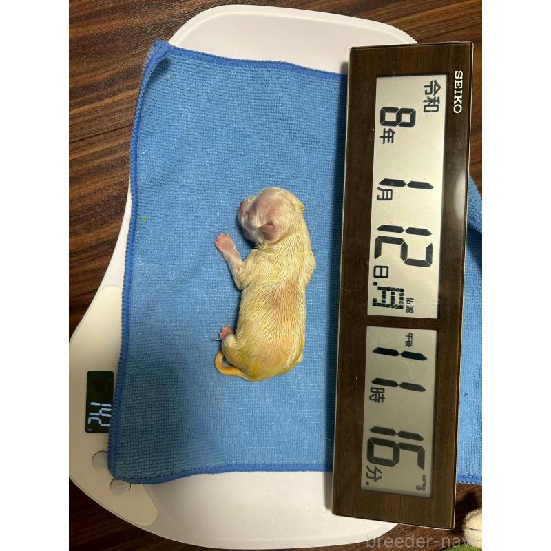 販売中の大阪府のマルチーズ-443227の3枚目