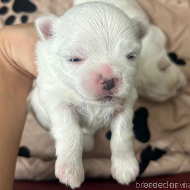 販売中の大阪府のマルチーズ-443227