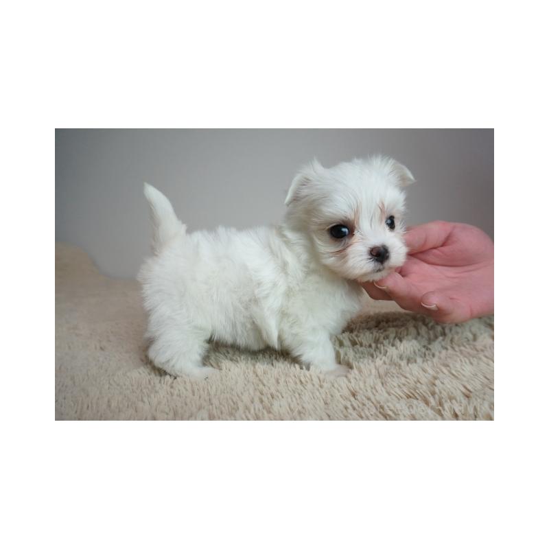 販売中の奈良県のマルチーズ-443228の4枚目