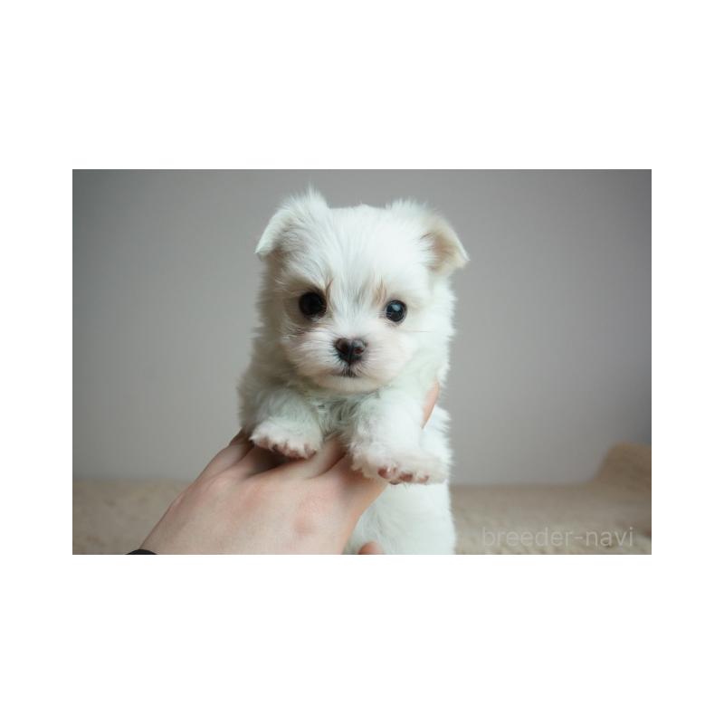 販売中の奈良県のマルチーズ-443228の2枚目