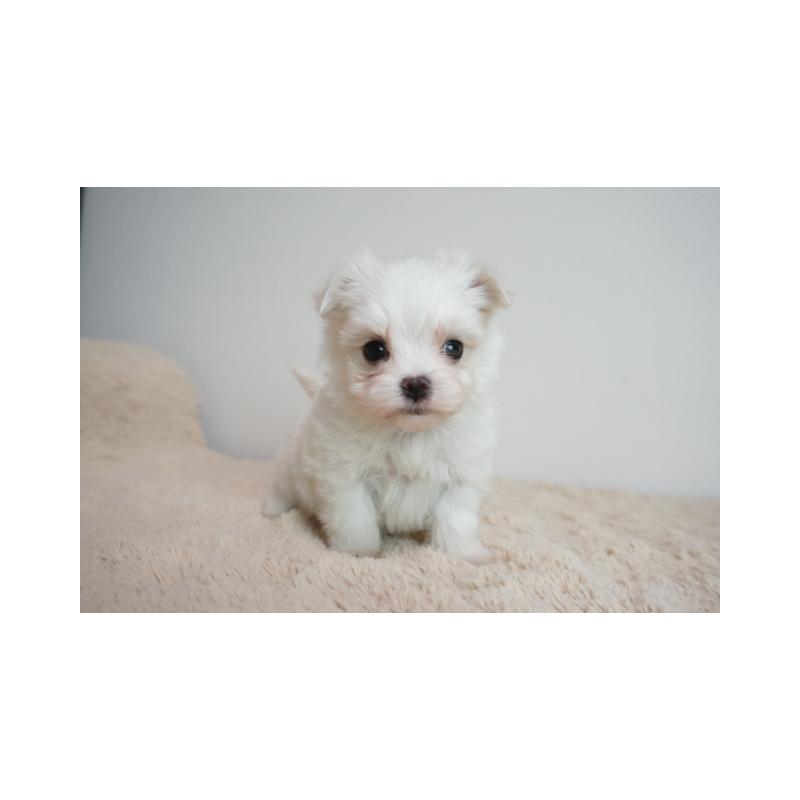 販売中の奈良県のマルチーズ-443228の1枚目