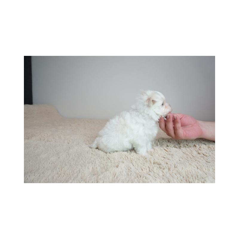 販売中の奈良県のマルチーズ-443229の4枚目