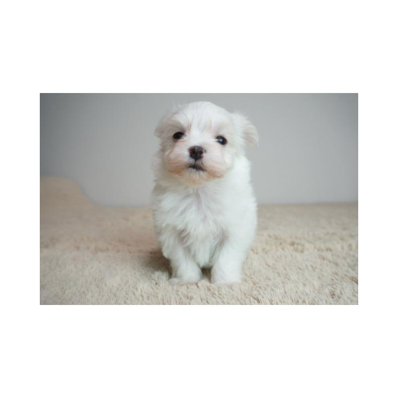 販売中の奈良県のマルチーズ-443229の2枚目