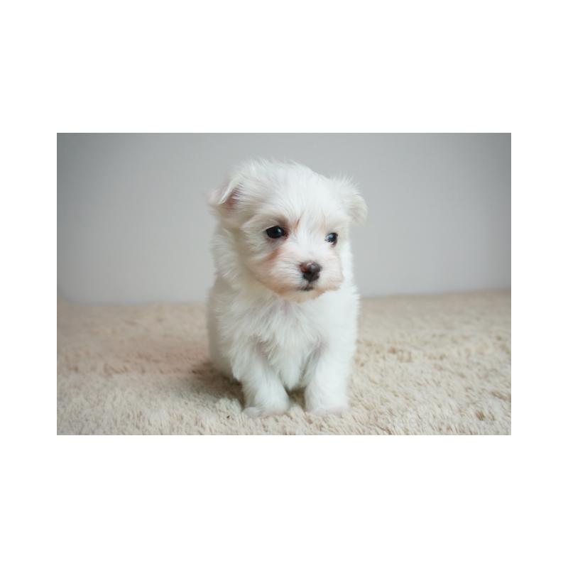 販売中の奈良県のマルチーズ-443229