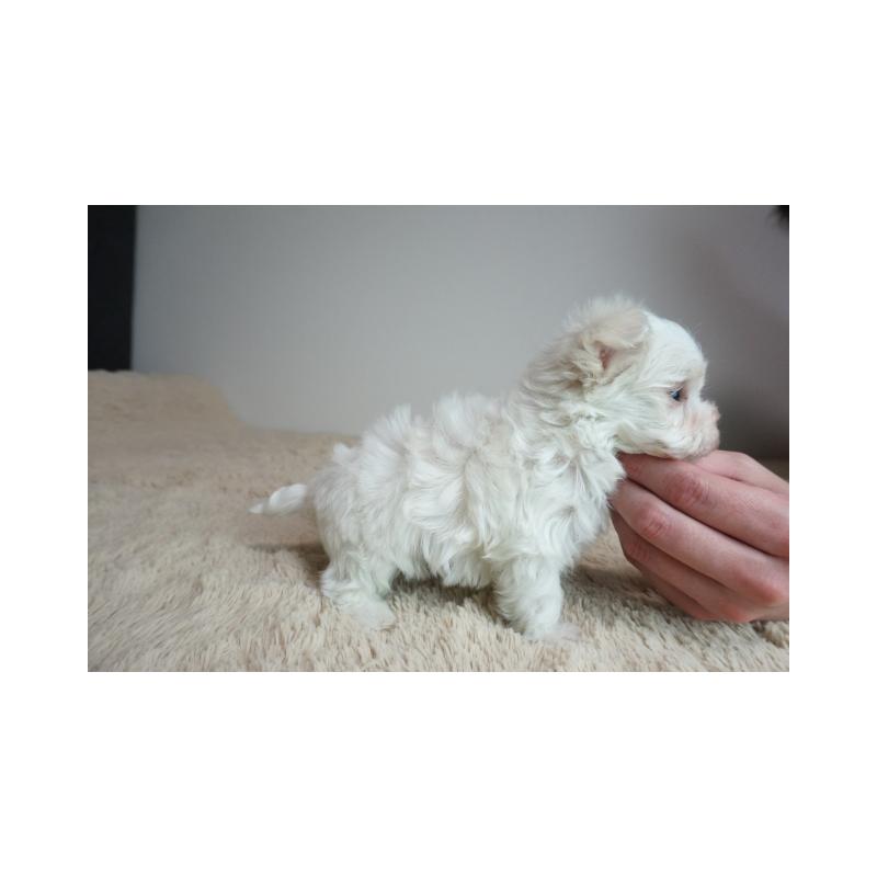 販売中の奈良県のマルチーズ-443230の4枚目