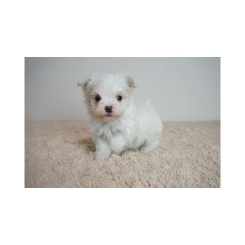 販売中の奈良県のマルチーズ-443230