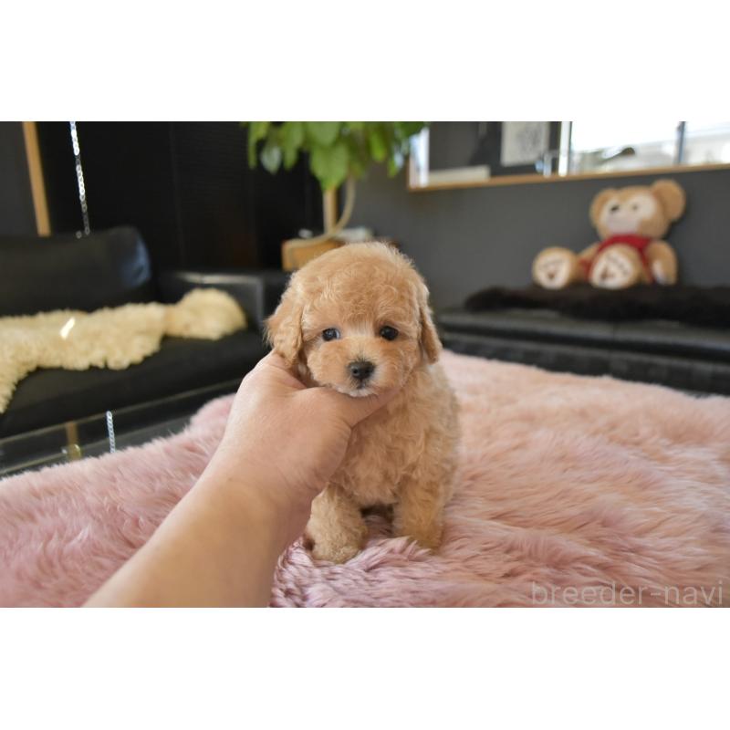 販売中の茨城県のタイニープードル-443234の6枚目