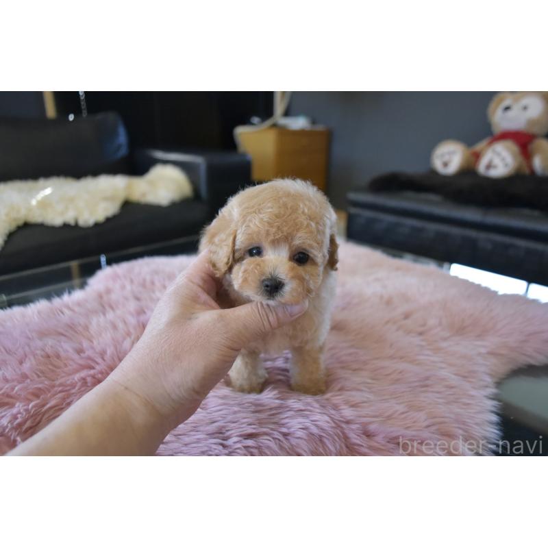 販売中の茨城県のタイニープードル-443234の5枚目