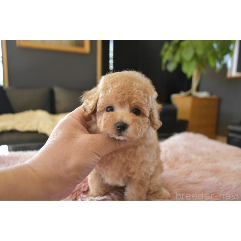 販売中の茨城県のタイニープードル-443234の4枚目
