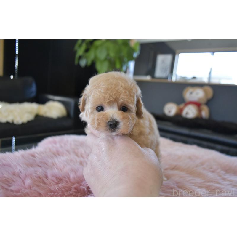 販売中の茨城県のタイニープードル-443234の3枚目