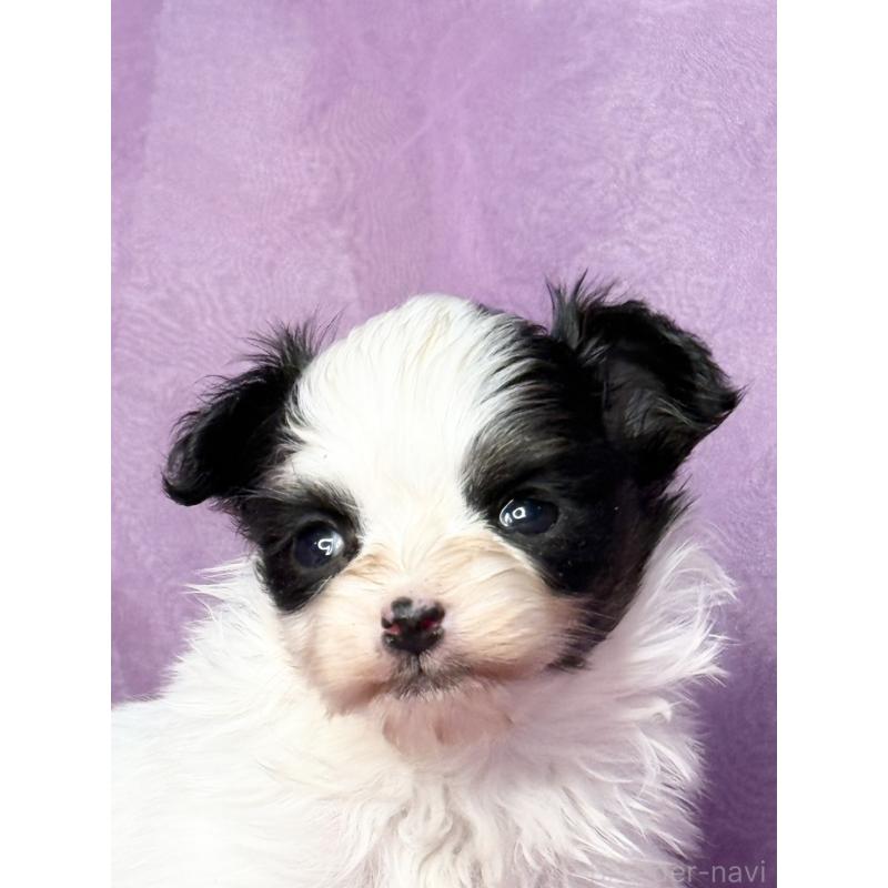 販売中の三重県のパピヨン-443233の8枚目