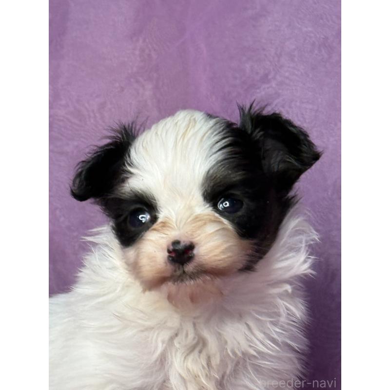 販売中の三重県のパピヨン-443233の7枚目