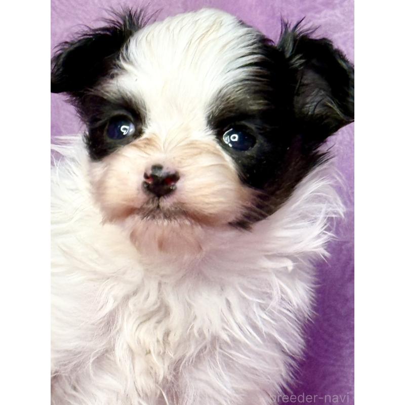 販売中の三重県のパピヨン-443233