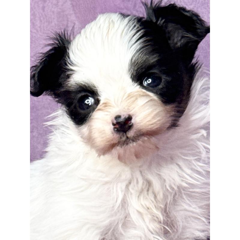 販売中の三重県のパピヨン-443233の6枚目