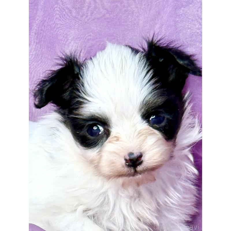 販売中の三重県のパピヨン-443233の5枚目