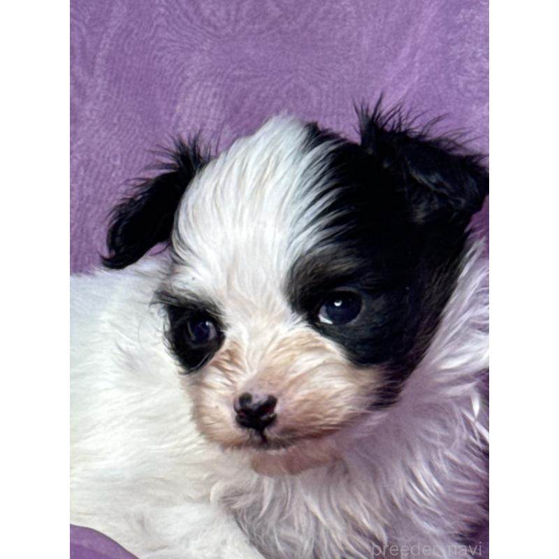 販売中の三重県のパピヨン-443233の3枚目