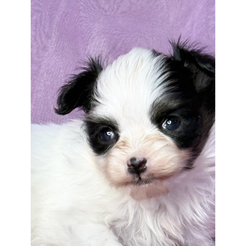 販売中の三重県のパピヨン-443233の2枚目